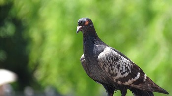 Rock Dove Unknown Spots Sat, 5/30/2020