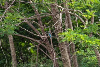 Common Kingfisher 八王子浅川 Mon, 5/4/2020