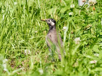 2020年5月30日(土) 水元公園の野鳥観察記録