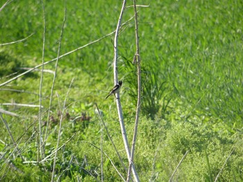 Sat, 5/30/2020 Birding report at 鶴乃湯温泉