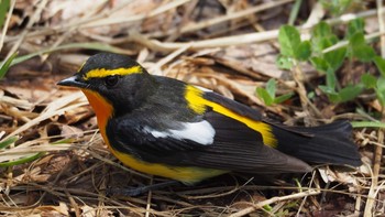 Narcissus Flycatcher Asahiyama Memorial Park Wed, 5/8/2019