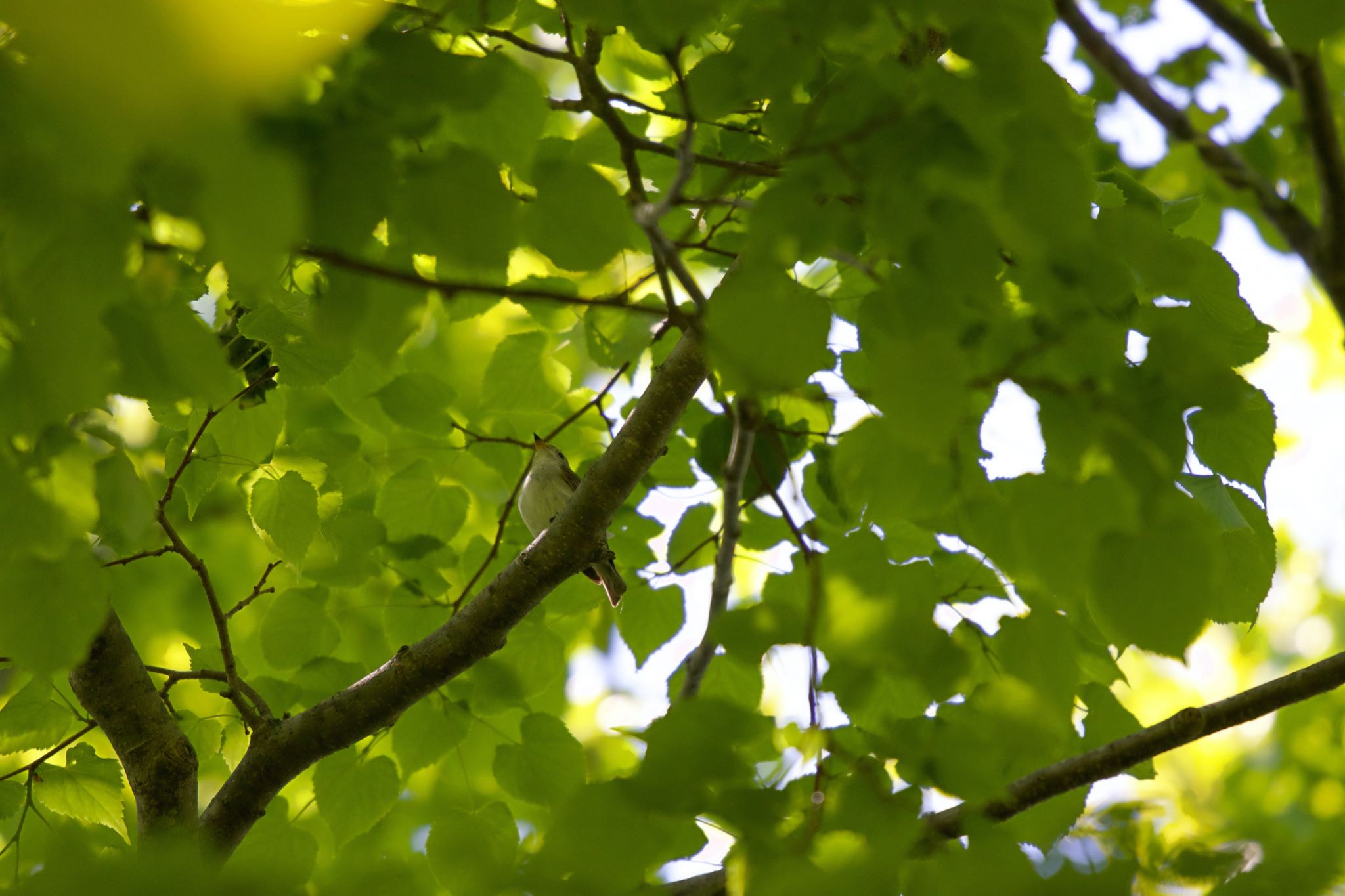 Photo of Asian Brown Flycatcher at 有珠善光寺自然公園 by たっきー