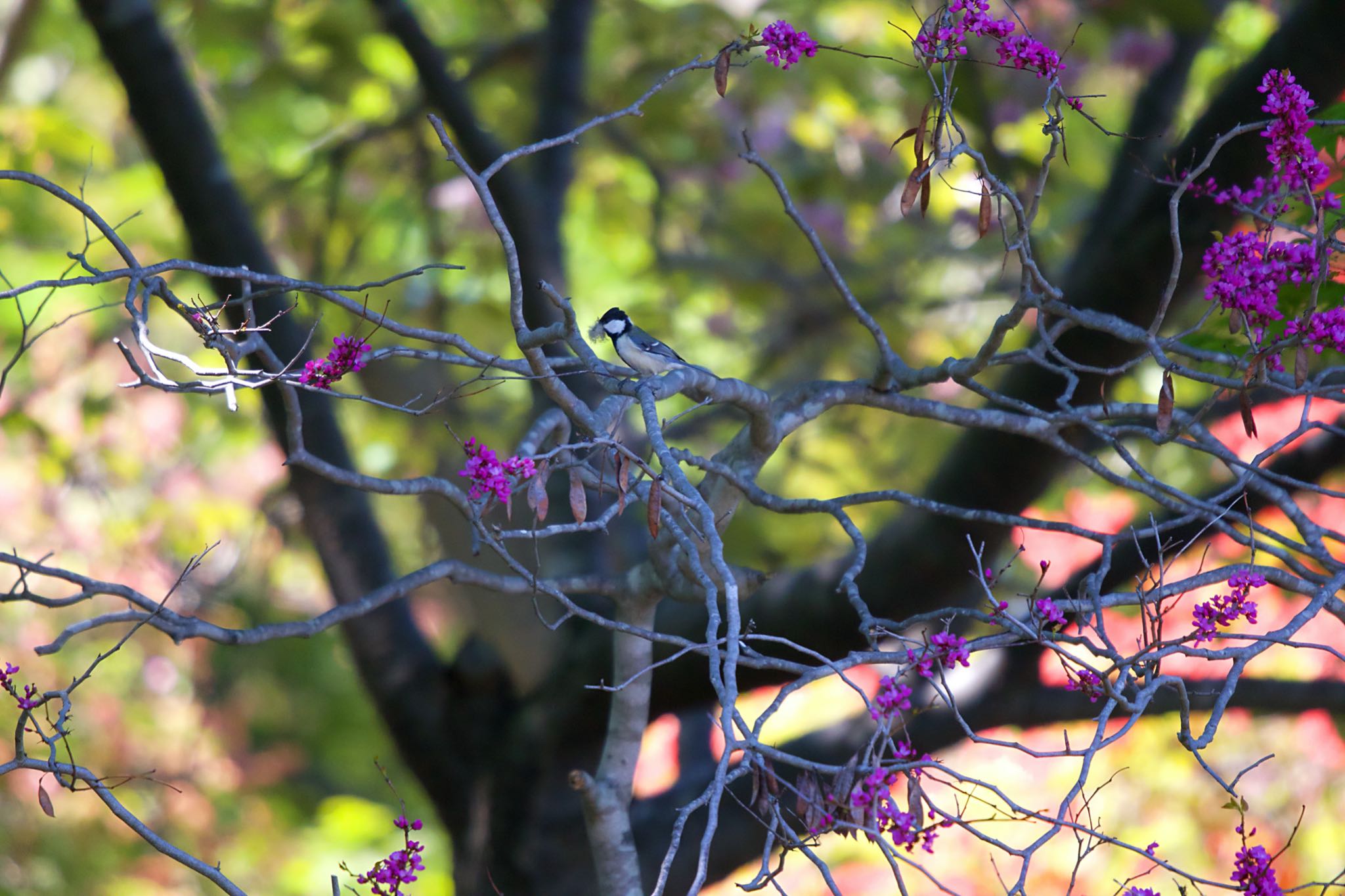 Japanese Tit