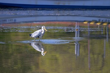 2020年5月30日(土) 有珠の野鳥観察記録