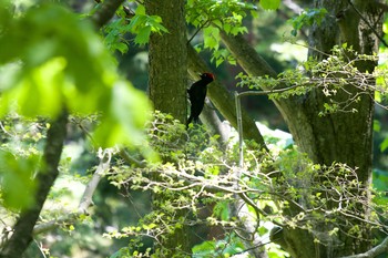 Sat, 5/30/2020 Birding report at 有珠善光寺自然公園