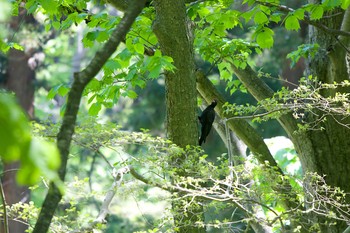 クマゲラ 有珠善光寺自然公園 2020年5月30日(土)