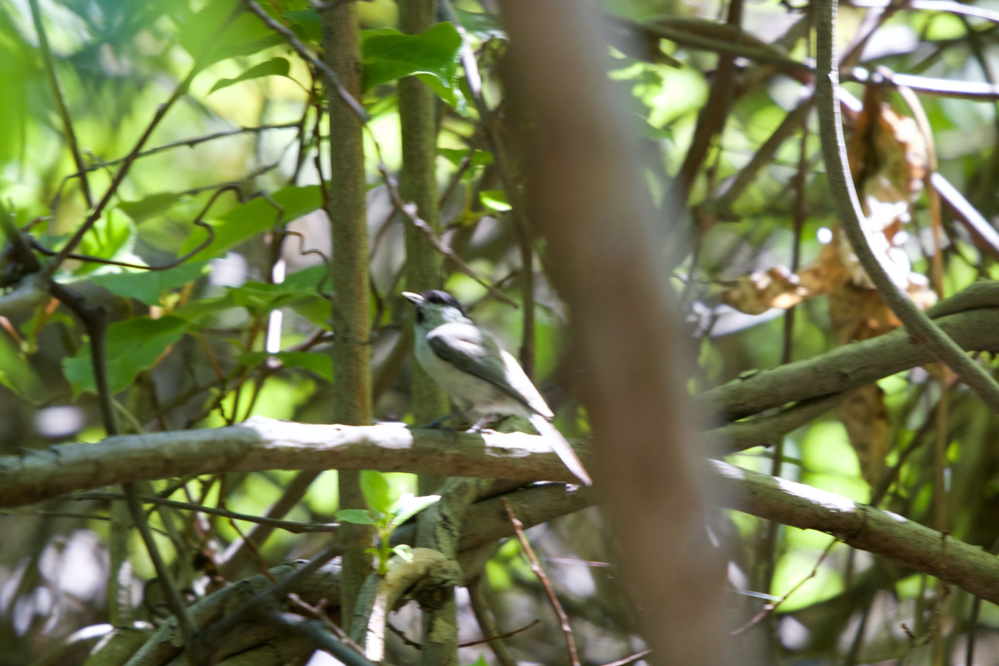 Willow Tit