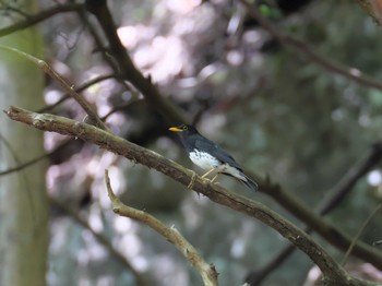 クロツグミ ささやまの森公園(篠山の森公園) 2020年5月30日(土)