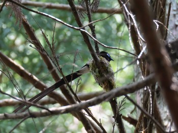 2020年5月30日(土) ささやまの森公園(篠山の森公園)の野鳥観察記録