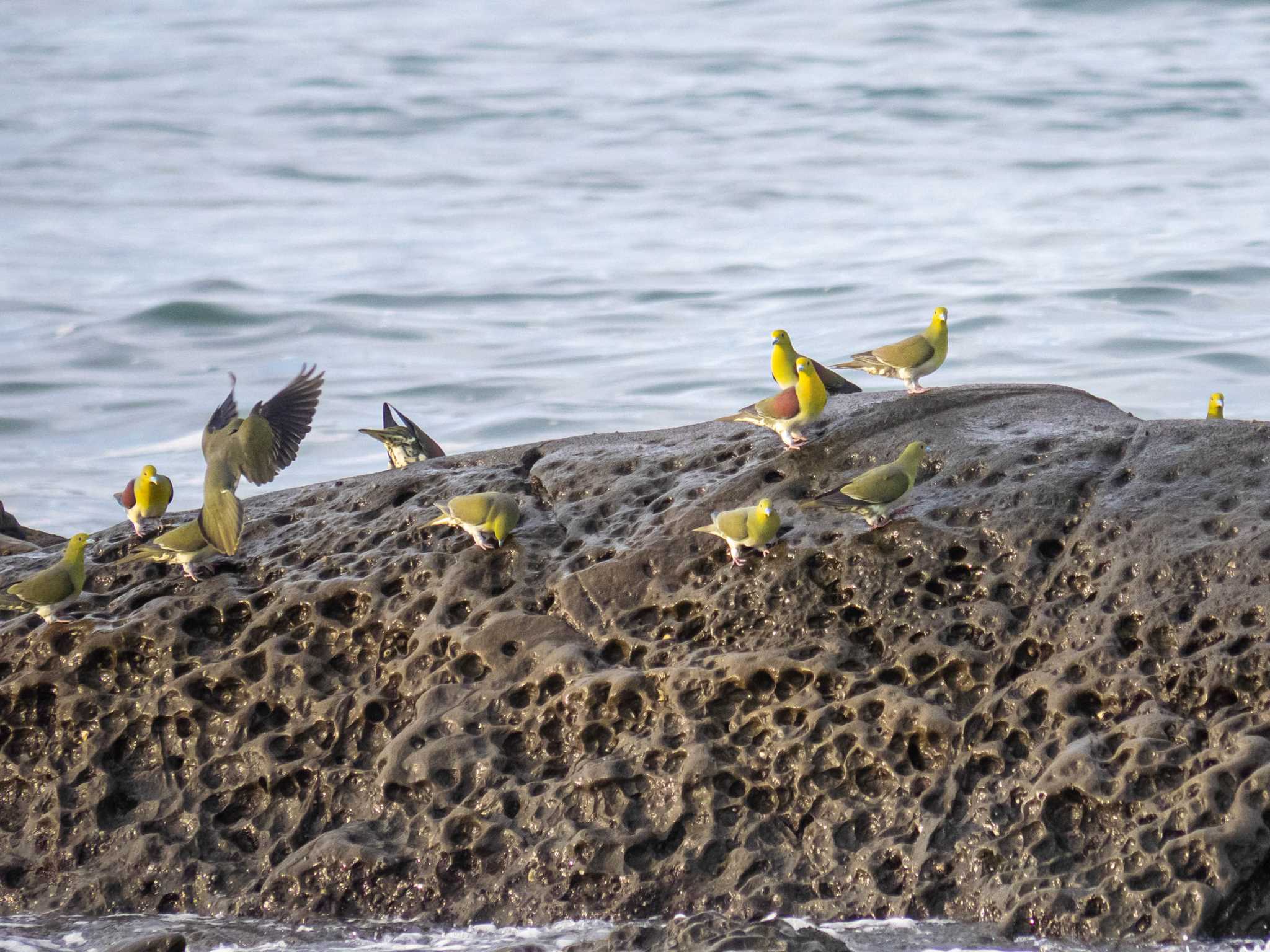 大磯照ヶ崎海岸 アオバトの写真 by Tosh@Bird