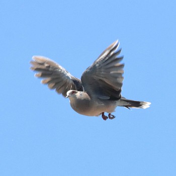 Oriental Turtle Dove 京都市西京区 Fri, 5/29/2020