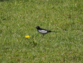 2020年5月24日(日) 千葉県松戸市の野鳥観察記録