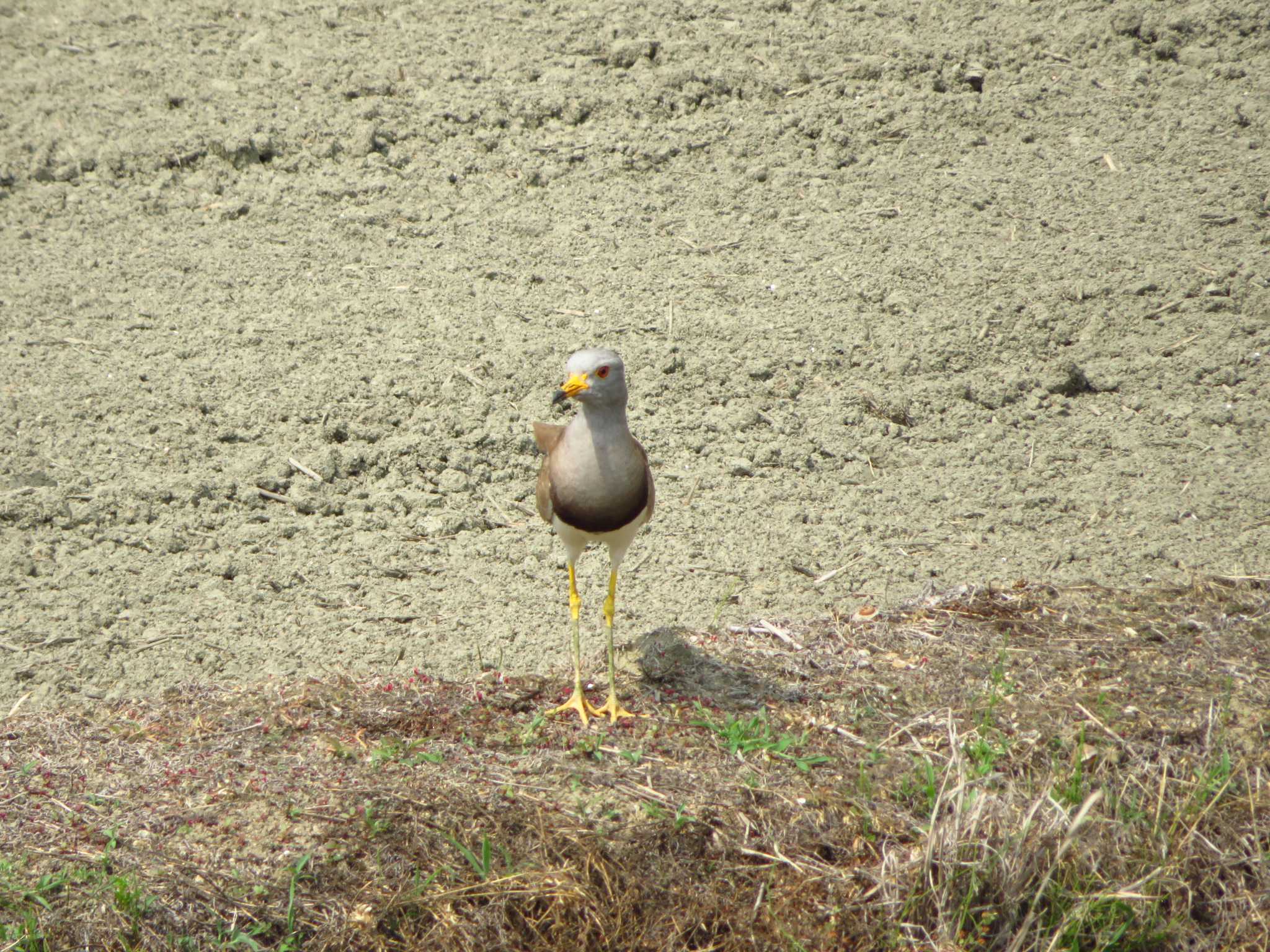 Grey-headed Lapwing