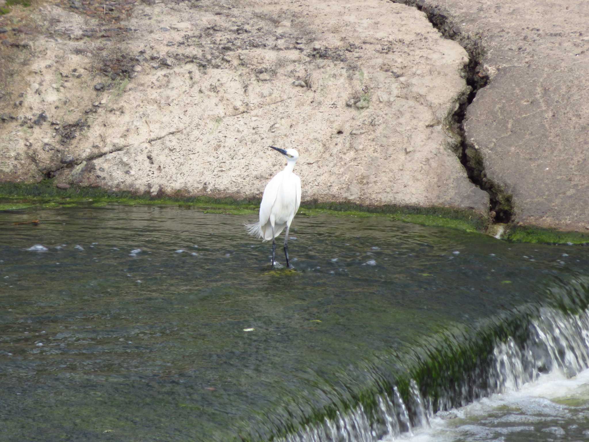 Little Egret