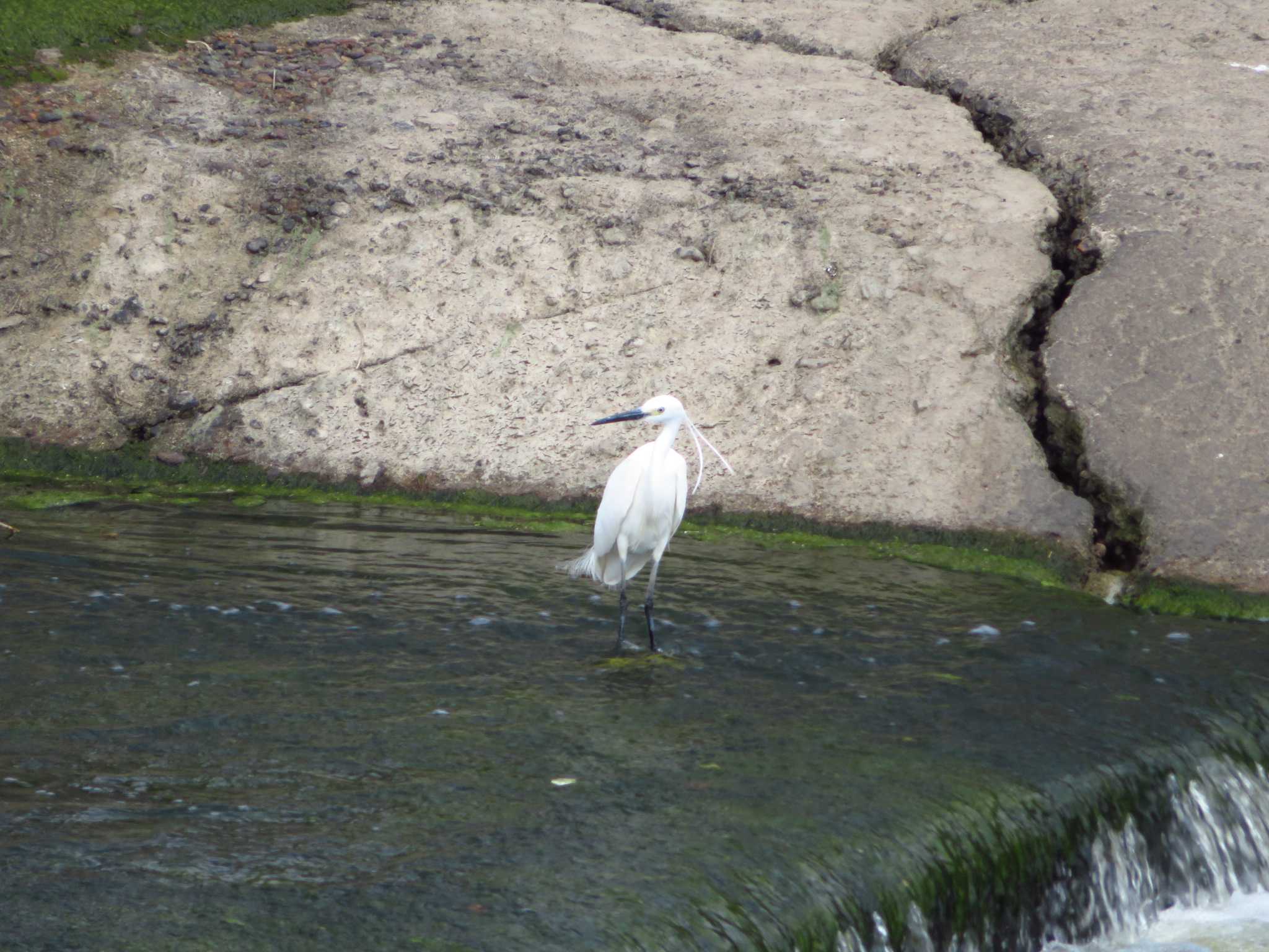 Little Egret