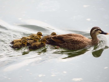 2020年5月30日(土) 飛鳥川（奈良）の野鳥観察記録