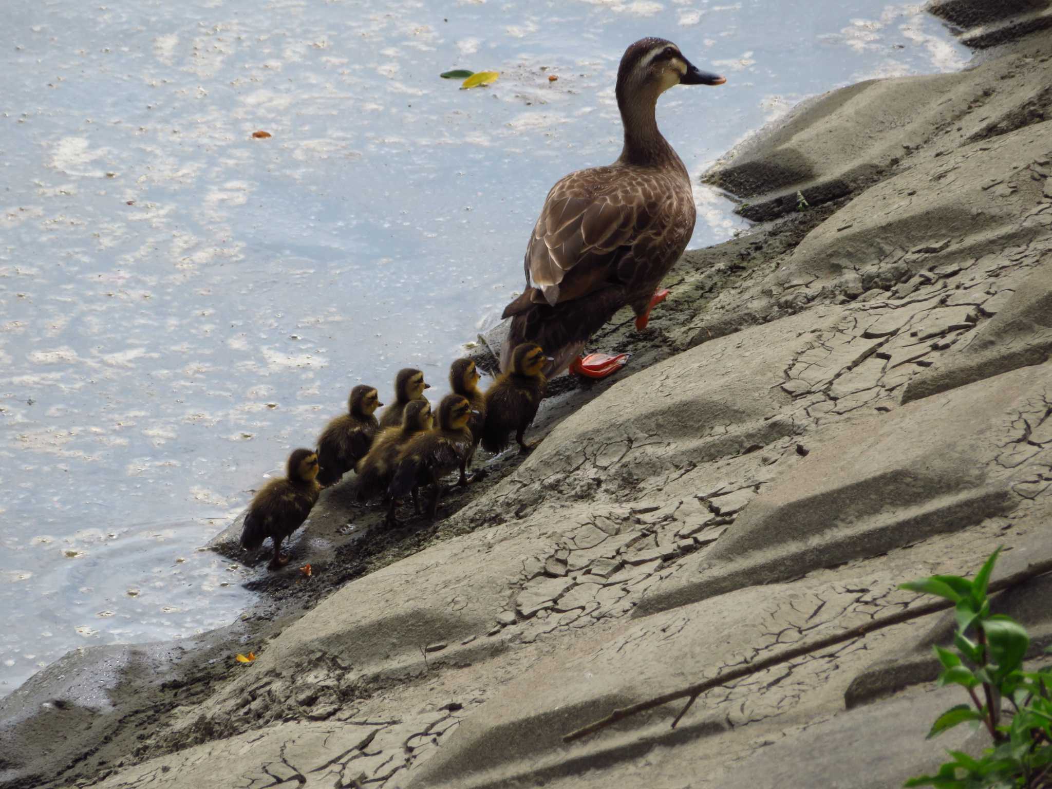 Eastern Spot-billed Duck