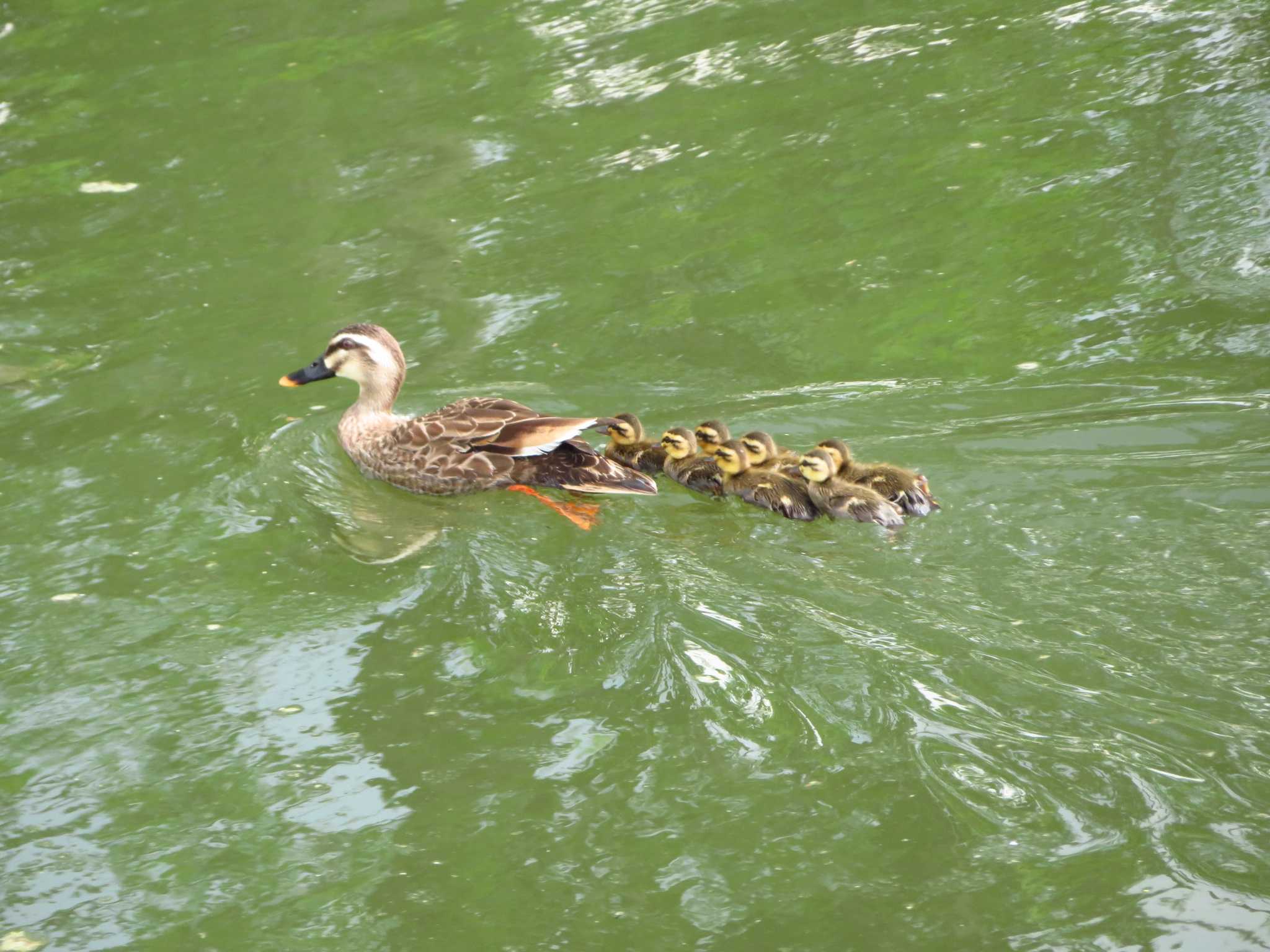 Photo of Eastern Spot-billed Duck at 飛鳥川（奈良） by Okaji