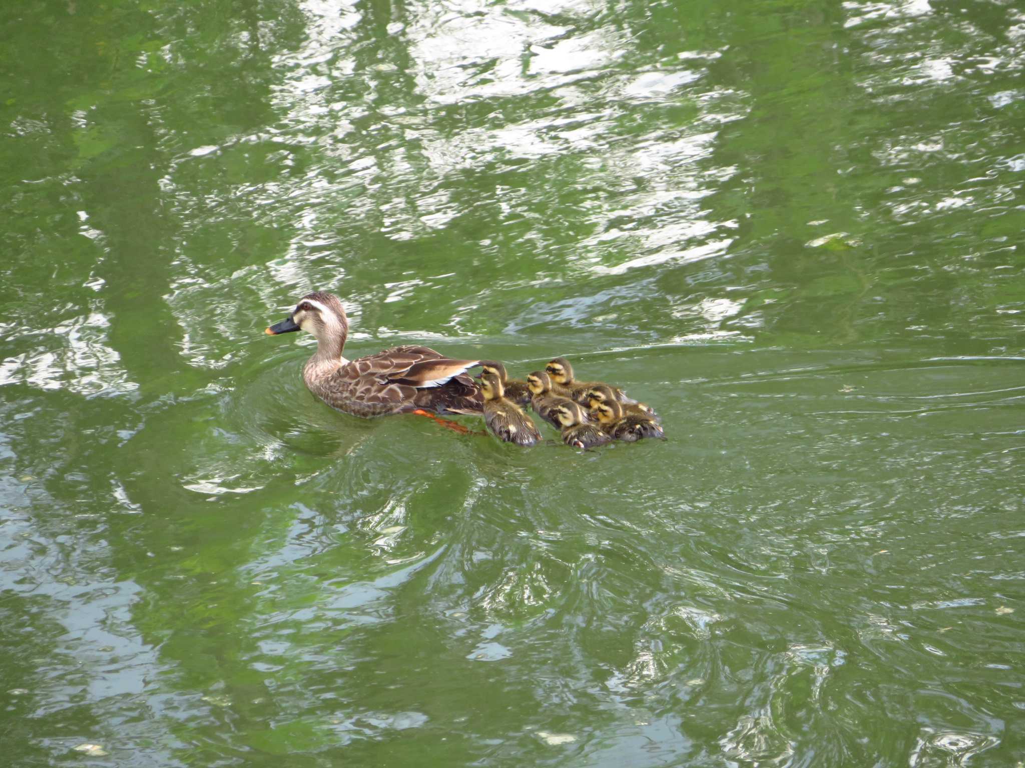 Photo of Eastern Spot-billed Duck at 飛鳥川（奈良） by Okaji