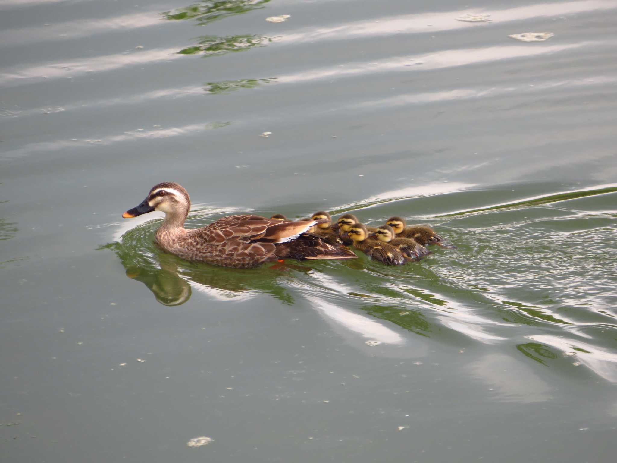 Eastern Spot-billed Duck