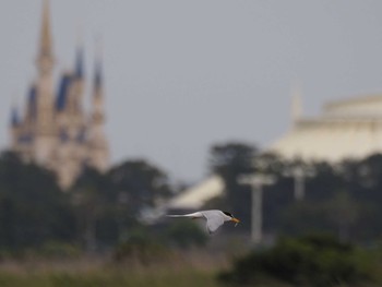 Little Tern Kasai Rinkai Park Sat, 5/30/2020