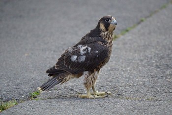 Peregrine Falcon 栃木県 Fri, 5/29/2020