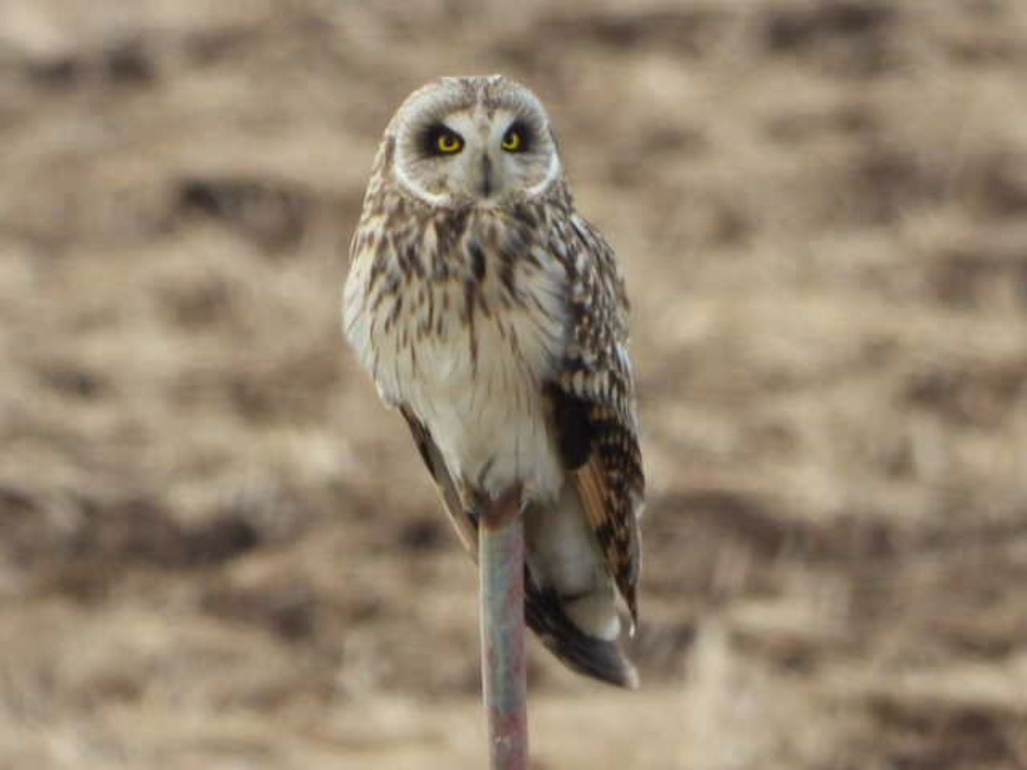 手賀沼 コミミズクの写真 by JFK 