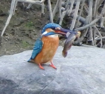 2020年2月13日(木) 末武川下流（山口県下松市）の野鳥観察記録