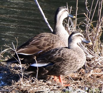 Eastern Spot-billed Duck 末武川下流（山口県下松市） Thu, 2/13/2020