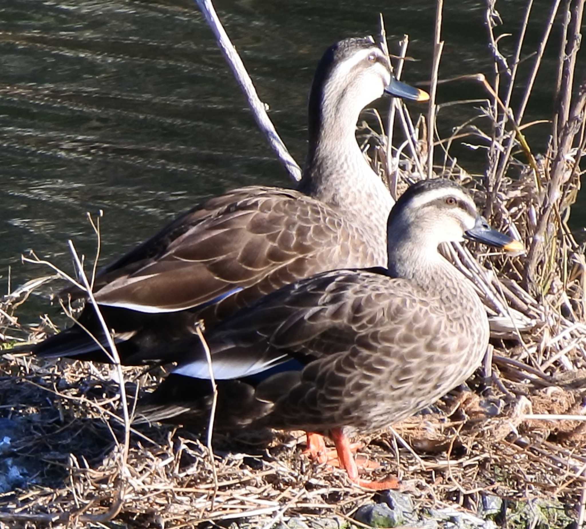 Photo of Eastern Spot-billed Duck at 末武川下流（山口県下松市） by KE