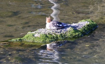 Red-breasted Merganser 末武川下流（山口県下松市） Thu, 2/13/2020