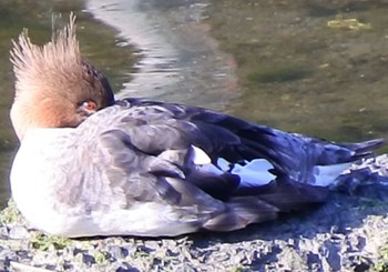 Red-breasted Merganser 末武川下流（山口県下松市） Thu, 2/13/2020