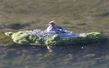 Red-breasted Merganser 末武川下流（山口県下松市） Thu, 2/13/2020