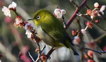 Warbling White-eye 冠山総合公園（山口県光市） Thu, 2/20/2020