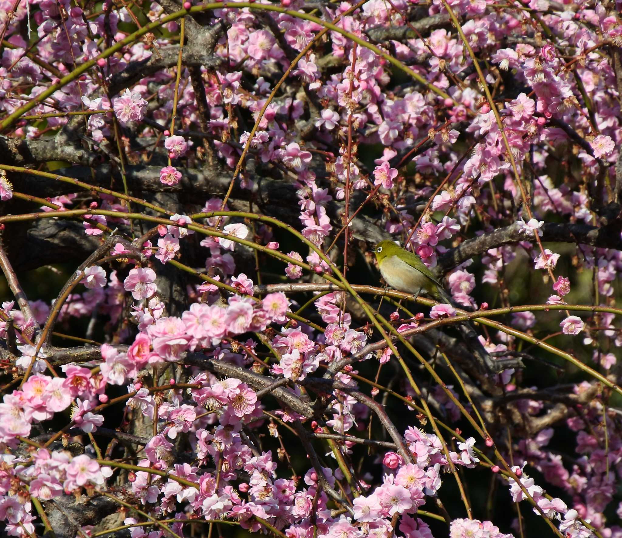 冠山総合公園（山口県光市） メジロの写真 by KE