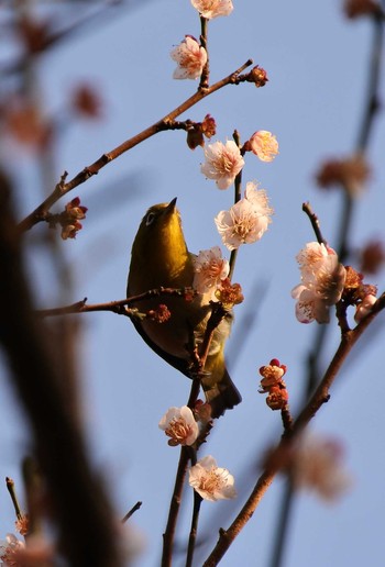 Warbling White-eye 冠山総合公園（山口県光市） Thu, 2/20/2020