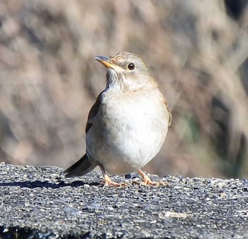 Thu, 2/27/2020 Birding report at 恋ヶ浜緑地公園（山口県下松市）