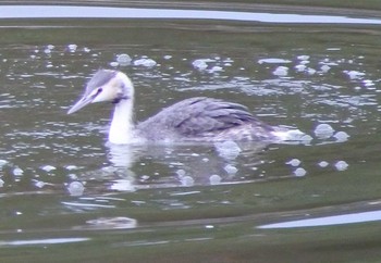 Great Crested Grebe 常盤公園(山口県宇部市) Sun, 3/1/2020