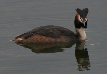 Great Crested Grebe 常盤公園(山口県宇部市) Sun, 3/1/2020
