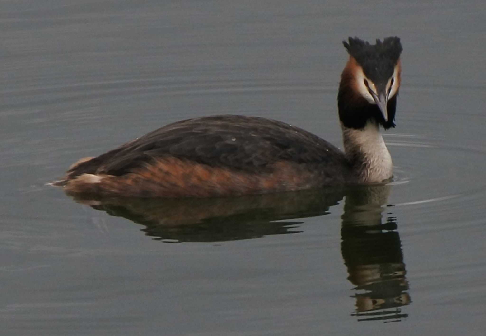 Photo of Great Crested Grebe at 常盤公園(山口県宇部市) by KE