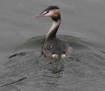 Great Crested Grebe 常盤公園(山口県宇部市) Sun, 3/1/2020