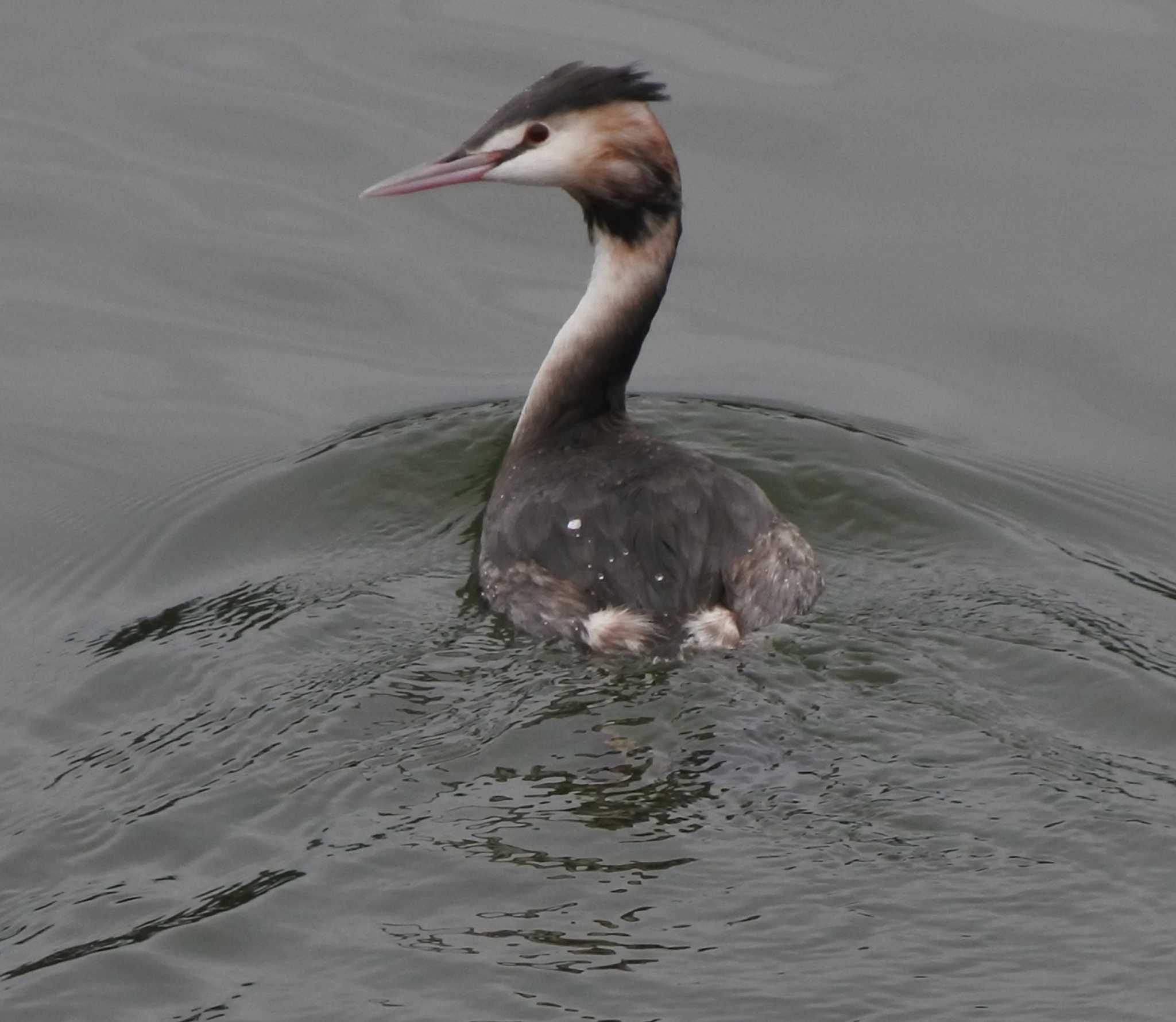 Great Crested Grebe