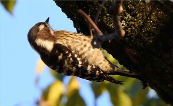 Japanese Pygmy Woodpecker 周南緑地公園(山口県周南市) Thu, 3/12/2020