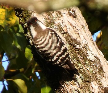 Japanese Pygmy Woodpecker 周南緑地公園(山口県周南市) Thu, 3/12/2020