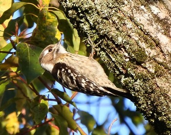 Japanese Pygmy Woodpecker 周南緑地公園(山口県周南市) Thu, 3/12/2020