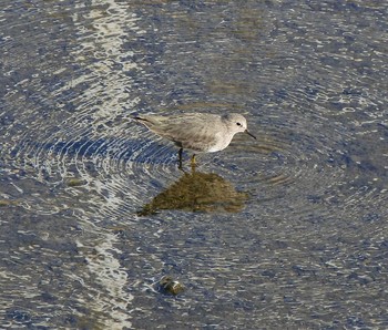 Temminck's Stint 玉鶴川（山口県下松市） Sat, 4/25/2020