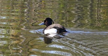 Tufted Duck 尾津干拓地(山口県岩国市) Wed, 4/29/2020