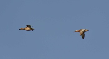 Garganey 尾津干拓地(山口県岩国市) Wed, 4/29/2020