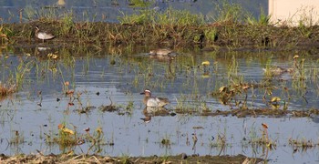 シマアジ 尾津干拓地(山口県岩国市) 2020年4月29日(水)