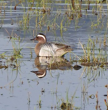 Garganey 尾津干拓地(山口県岩国市) Wed, 4/29/2020